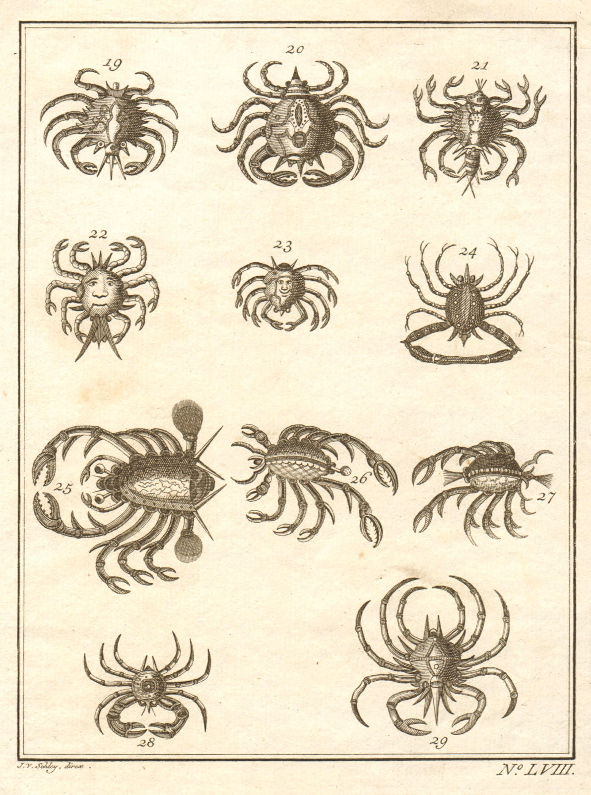LVIII - Cancres ou Crabbes. Indonesia. Crabs. Maluku Moluccas. SCHLEY 1763